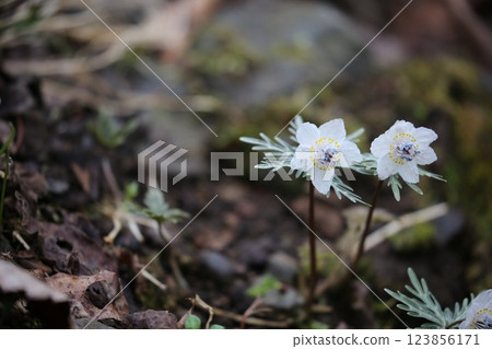 Setsubunso 123856171