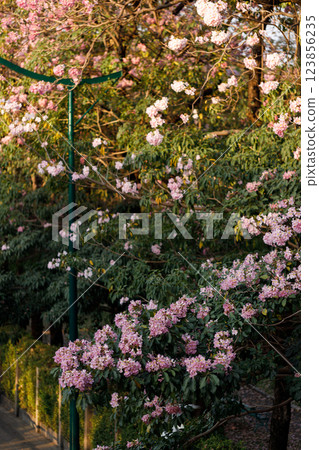 Pink Trumpet or Rosy Trumpet or Pink Tacoma tree, Tabebuia rosea, cheerful blooming in city. Pink Trumpet or Rosy Trumpet or Pink Tacoma tree, Tabebuia rosea, cheerful blooming in city. 123856235