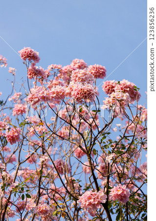 Pink Trumpet or Rosy Trumpet or Pink Tacoma tree, Tabebuia rosea, cheerful blooming against blue sky. 123856236