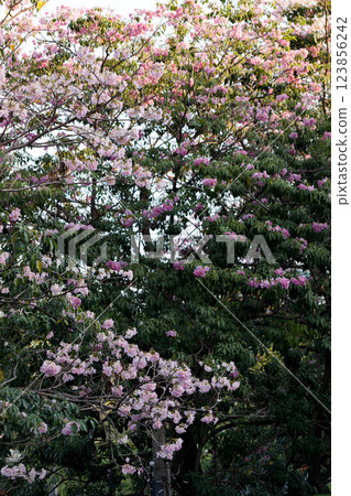 Pink Trumpet or Rosy Trumpet or Pink Tacoma tree, Tabebuia rosea, cheerful blooming in park. 123856242