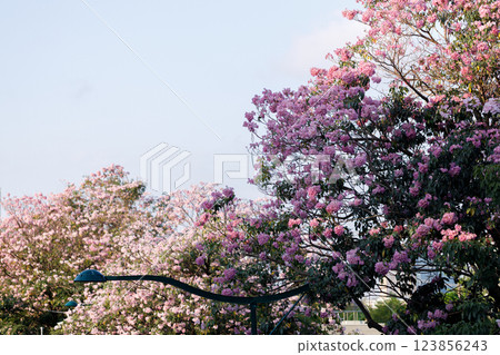 Pink Trumpet or Rosy Trumpet or Pink Tacoma tree, Tabebuia rosea, cheerful blooming against blue sky. 123856243