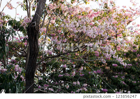 Pink Trumpet or Rosy Trumpet or Pink Tacoma tree, Tabebuia rosea, cheerful blooming in park. 123856247