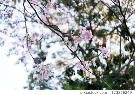 Pink Trumpet or Rosy Trumpet or Pink Tacoma tree, Tabebuia rosea, cheerful blooming against clear sky. 123856249