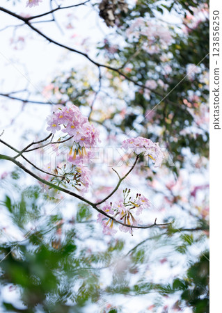 Pink Trumpet or Rosy Trumpet or Pink Tacoma tree, Tabebuia rosea, cheerful blooming against clear sky. 123856250