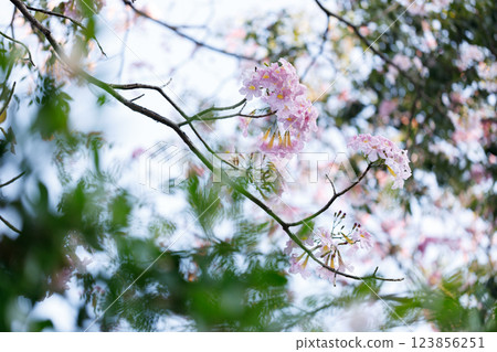 Pink Trumpet or Rosy Trumpet or Pink Tacoma tree, Tabebuia rosea, cheerful blooming against clear sky. 123856251
