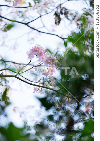 Pink Trumpet or Rosy Trumpet or Pink Tacoma tree, Tabebuia rosea, cheerful blooming against clear sky. Pink Trumpet or Rosy Trumpet or Pink Tacoma tree, Tabebuia rosea, cheerful blooming against clear sky. 123856252