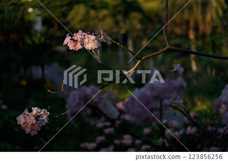 Pink Trumpet or Rosy Trumpet or Pink Tacoma tree, Tabebuia rosea, cheerful blooming in park. 123856256