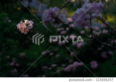 Pink Trumpet or Rosy Trumpet or Pink Tacoma tree, Tabebuia rosea, cheerful blooming in park. Pink Trumpet or Rosy Trumpet or Pink Tacoma tree, Tabebuia rosea, cheerful blooming in park. 123856257