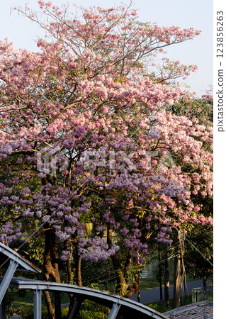 Pink Trumpet or Rosy Trumpet or Pink Tacoma tree, Tabebuia rosea, cheerful blooming in city. 123856263