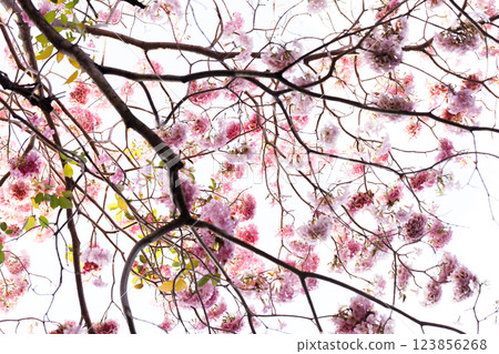 Pink Trumpet or Rosy Trumpet or Pink Tacoma tree, Tabebuia rosea, cheerful blooming against clear sky. 123856268