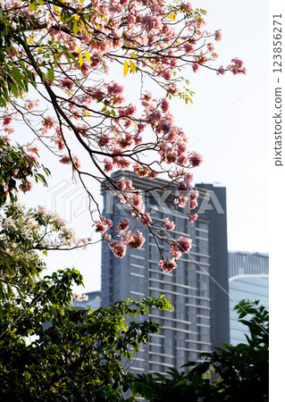Pink Trumpet or Rosy Trumpet or Pink Tacoma tree, Tabebuia rosea, cheerful blooming in city. Pink Trumpet or Rosy Trumpet or Pink Tacoma tree, Tabebuia rosea, cheerful blooming in city. 123856271