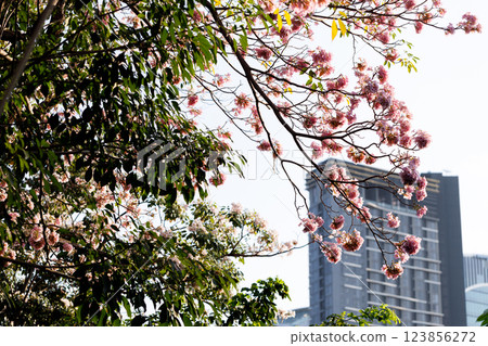 Pink Trumpet or Rosy Trumpet or Pink Tacoma tree, Tabebuia rosea, cheerful blooming in city. Pink Trumpet or Rosy Trumpet or Pink Tacoma tree, Tabebuia rosea, cheerful blooming in city. 123856272