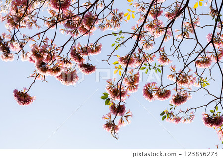 Pink Trumpet or Rosy Trumpet or Pink Tacoma tree, Tabebuia rosea, cheerful blooming against blue sky. 123856273