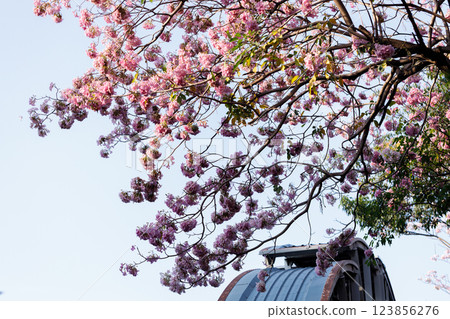 Pink Trumpet or Rosy Trumpet or Pink Tacoma tree, Tabebuia rosea, cheerful blooming in city. 123856276