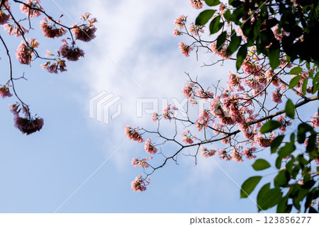 Pink Trumpet or Rosy Trumpet or Pink Tacoma tree, Tabebuia rosea, cheerful blooming against blue sky. Pink Trumpet or Rosy Trumpet or Pink Tacoma tree, Tabebuia rosea, cheerful blooming against blue sky. 123856277