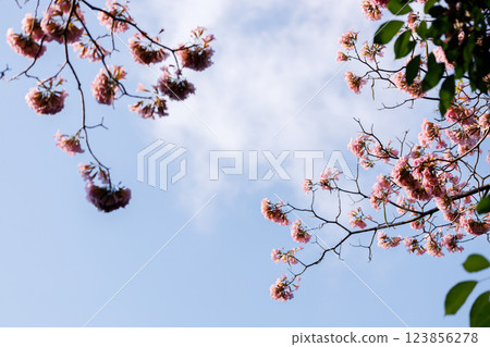 Pink Trumpet or Rosy Trumpet or Pink Tacoma tree, Tabebuia rosea, cheerful blooming against blue sky. 123856278
