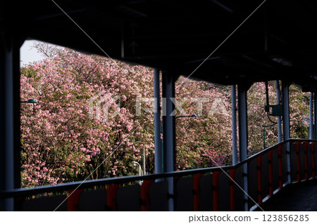 Pink Trumpet or Rosy Trumpet or Pink Tacoma tree, Tabebuia rosea, cheerful blooming in city. Pink Trumpet or Rosy Trumpet or Pink Tacoma tree, Tabebuia rosea, cheerful blooming in city. 123856285