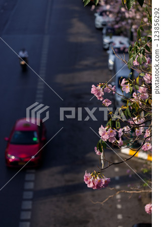 Pink Trumpet or Rosy Trumpet or Pink Tacoma tree, Tabebuia rosea, cheerful blooming in city. 123856292
