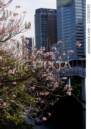 Pink Trumpet or Rosy Trumpet or Pink Tacoma tree, Tabebuia rosea, cheerful blooming in city. 123856293