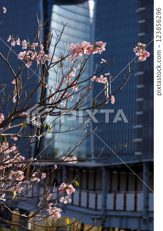 Pink Trumpet or Rosy Trumpet or Pink Tacoma tree, Tabebuia rosea, cheerful blooming in city. 123856296