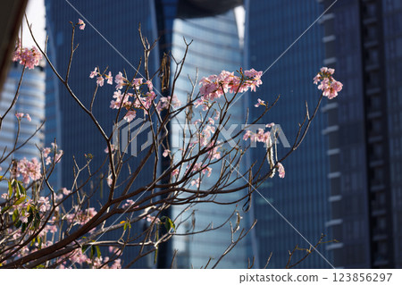 Pink Trumpet or Rosy Trumpet or Pink Tacoma tree, Tabebuia rosea, cheerful blooming in city. Pink Trumpet or Rosy Trumpet or Pink Tacoma tree, Tabebuia rosea, cheerful blooming in city. 123856297