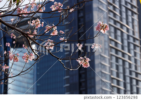 Pink Trumpet or Rosy Trumpet or Pink Tacoma tree, Tabebuia rosea, cheerful blooming in city. Pink Trumpet or Rosy Trumpet or Pink Tacoma tree, Tabebuia rosea, cheerful blooming in city. 123856298