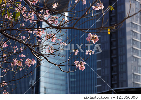 Pink Trumpet or Rosy Trumpet or Pink Tacoma tree, Tabebuia rosea, cheerful blooming in city. 123856300