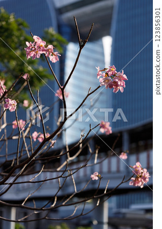 Pink Trumpet or Rosy Trumpet or Pink Tacoma tree, Tabebuia rosea, cheerful blooming in city. 123856301