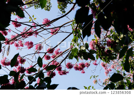 Pink Trumpet or Rosy Trumpet or Pink Tacoma tree, Tabebuia rosea, cheerful blooming against blue sky. 123856308