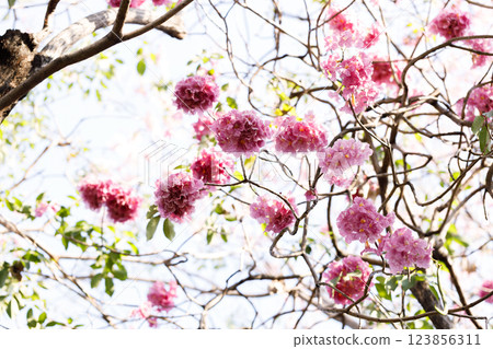 Pink Trumpet or Rosy Trumpet or Pink Tacoma tree, Tabebuia rosea, cheerful blooming against clear sky. 123856311