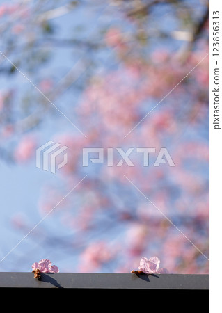 Pink Trumpet or Rosy Trumpet or Pink Tacoma tree, Tabebuia rosea, against blue sky. 123856313