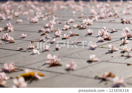 Pink Trumpet or Rosy Trumpet or Pink Tacoma tree, Tabebuia rosea, petal on concrete surface. 123856316