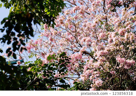 Pink Trumpet or Rosy Trumpet or Pink Tacoma tree, Tabebuia rosea, cheerful blooming against blue sky. Pink Trumpet or Rosy Trumpet or Pink Tacoma tree, Tabebuia rosea, cheerful blooming against blue sky. 123856318