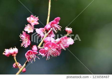 小石川後樂園梅林梅花節 123856487