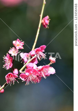 小石川後樂園梅林梅花節 123856488