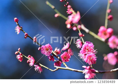 小石川後樂園梅林梅花節 123856489