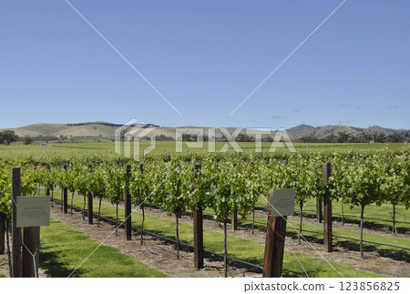 澳洲巴羅薩谷的葡萄園 123856825