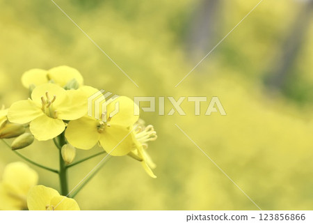 Rape blossoms 123856866