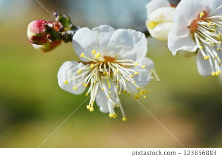 White plum White plum 123856883