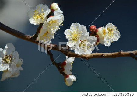 白梅 白梅 123856889