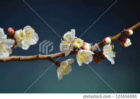 白梅 白梅 123856890