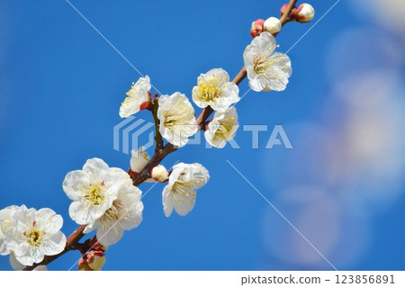 藍天和白色李子 藍天和白色李子 123856891