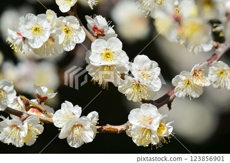 White plum White plum 123856901