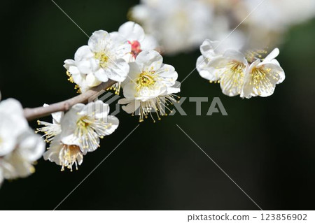 White plum White plum 123856902