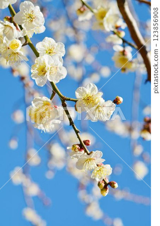 Blue sky and white plum Blue sky and white plum 123856908