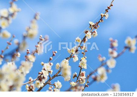 Blue sky and white plum Blue sky and white plum 123856917