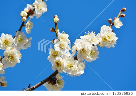 Blue sky and white plum 123856920
