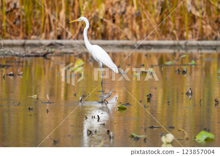 Autumn migration, redshanks and great egrets Autumn migration, redshanks and great egrets 123857004