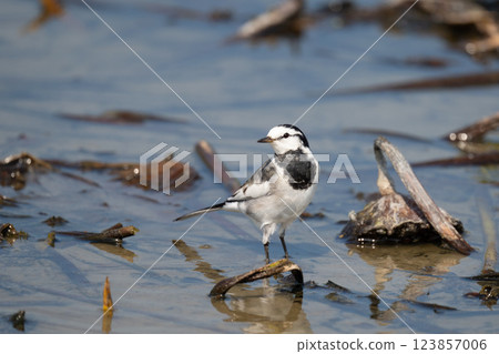 秋天,一隻白鶺鴒在蓮田裡覓食 秋天,一隻白鶺鴒在蓮田裡覓食 123857006