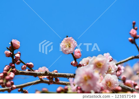 Blue sky and red plum Blue sky and red plum 123857149